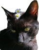 MIKI MIKI